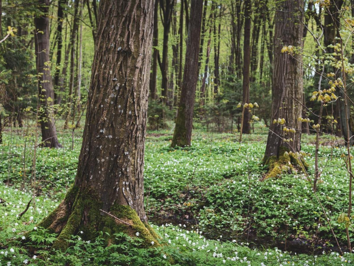 Villa Lesna 21 Dom Polnoc Przy Zalew Siemianowka Luka Esterno foto