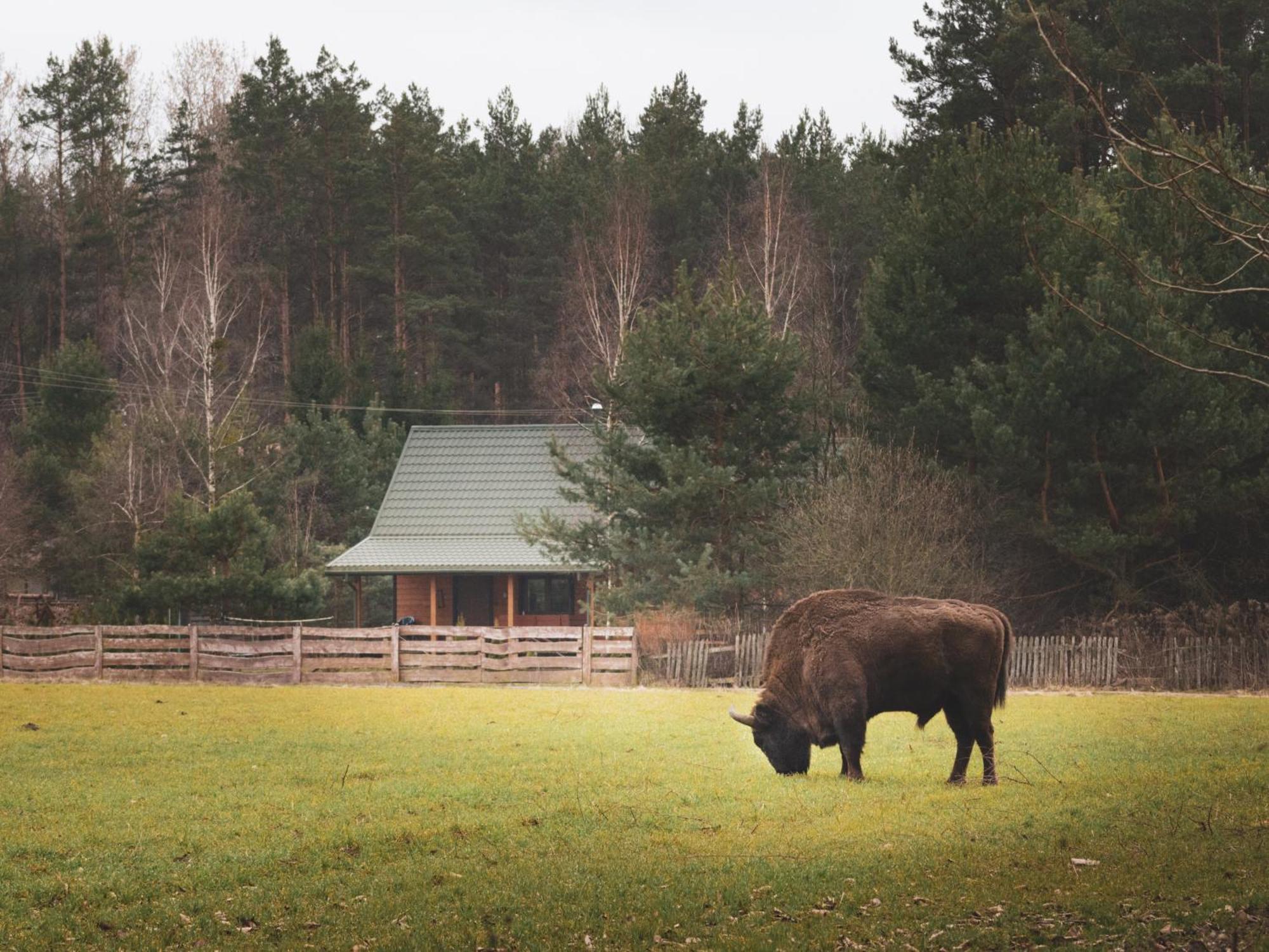 Villa Lesna 21 Dom Polnoc Przy Zalew Siemianowka Luka Esterno foto