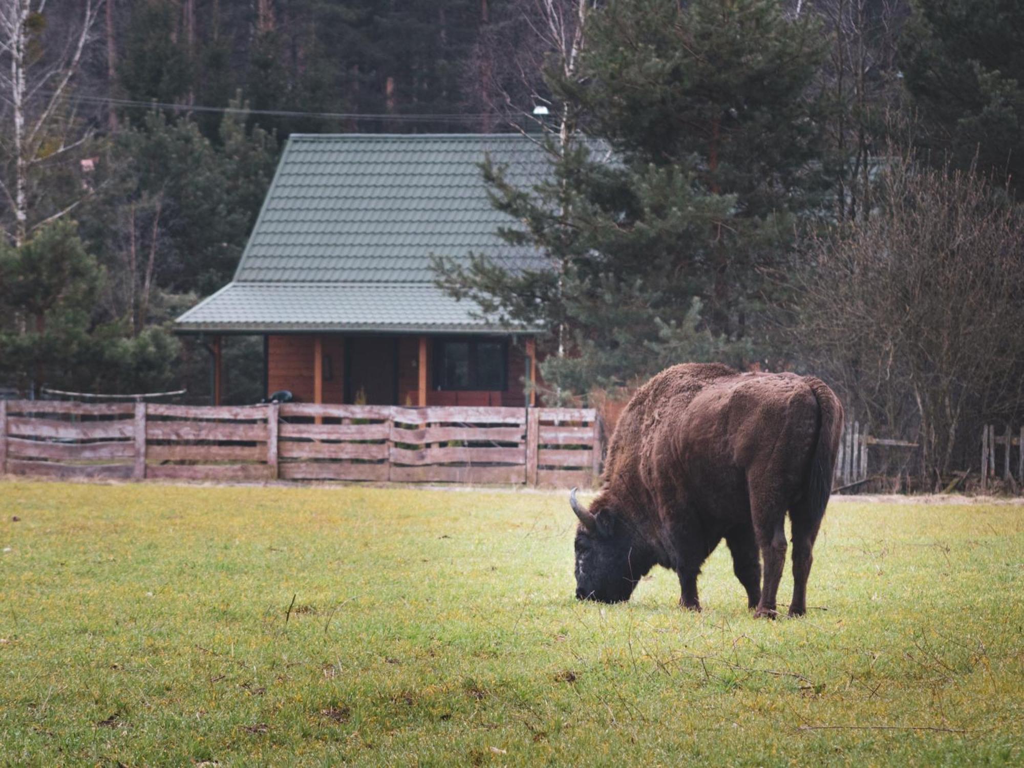 Villa Lesna 21 Dom Polnoc Przy Zalew Siemianowka Luka Esterno foto